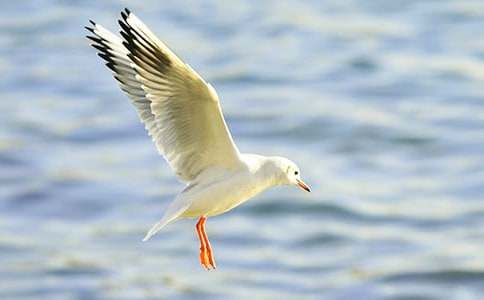 ����Ÿ����ɭ�������(����15ƪ)