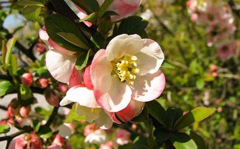 【荐】大鱼海棠观后感