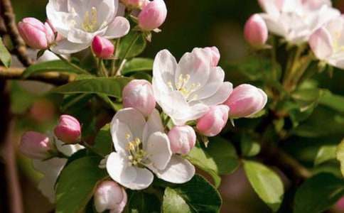 大鱼海棠观后感【精华】