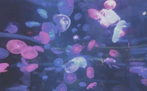 ����԰�ĵ��δ�