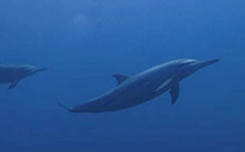 [ͨ��]����ɫ�ĺ��ൺ�������