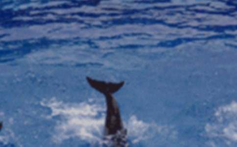 《蓝色的海豚岛》读后感(通用26篇)