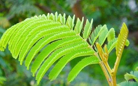 ����ѡ�����߲�Сѧ������ƪ