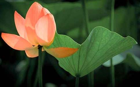 ���ںɻ��̰����ļ�����ƪ