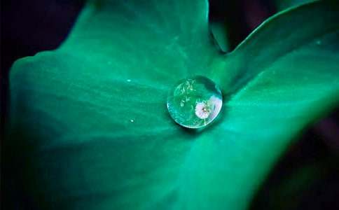 �������ɴ��ĺ�Ҷ���̰�(����15ƪ)