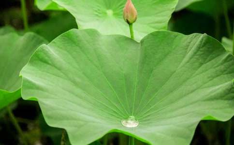 ��ѡ����ҶԲԲ���̰�����8ƪ