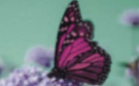 白色蝴蝶兰的花语及其生长习性-鲜花礼仪