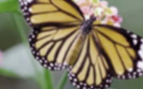 ���������̰�