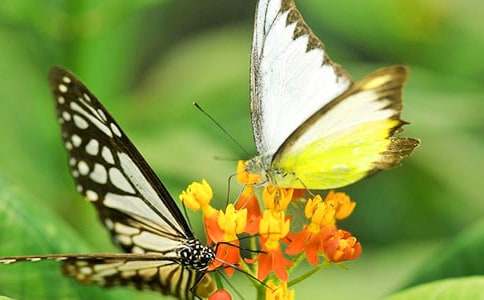 �������δ�ģ��