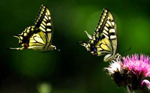 美丽的蝴蝶教案15篇