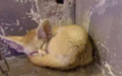 ���������ѻ���̰�ģ�壨ͨ��17ƪ��