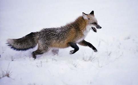 ������һֻ���깷�������