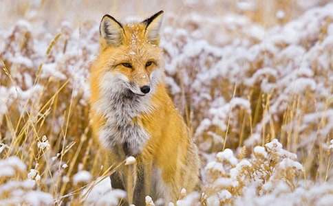 ��СѼ����꡷С��̰�