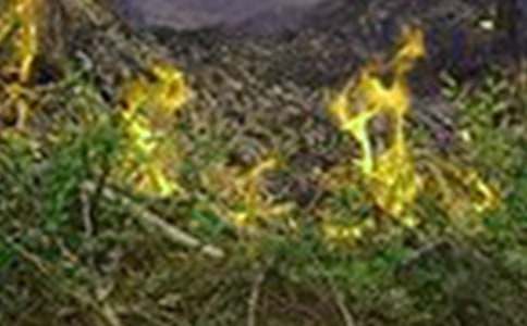 ���ַ��ع�����������