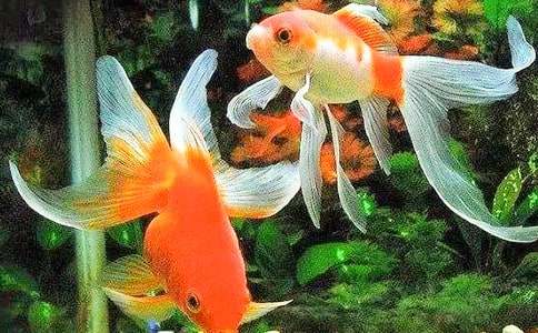 һ�׽�������5ƪ[��ѡ]