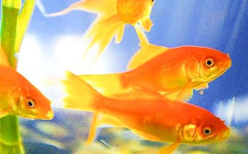 �����ϣ��ɰ��Ľ�������