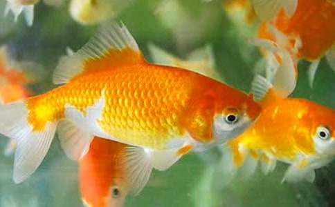 С�������ģ��Ƽ���