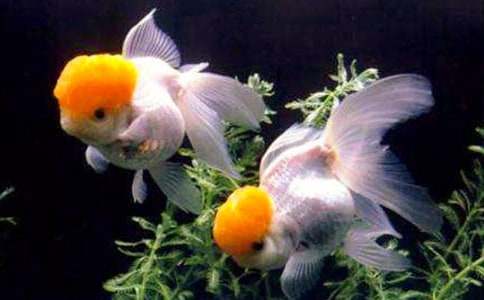 (优)小金鱼作文