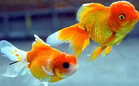 小金鱼-小动物作文