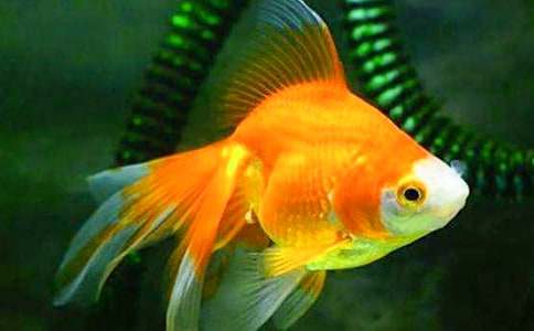 д���������