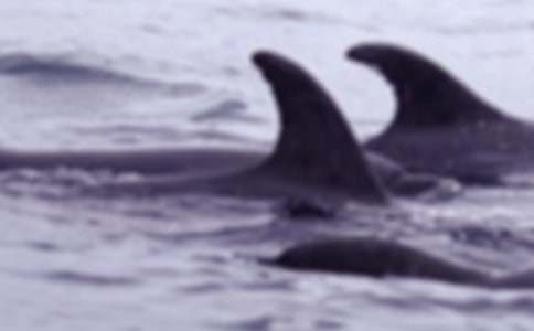 大鲸鱼大班教案