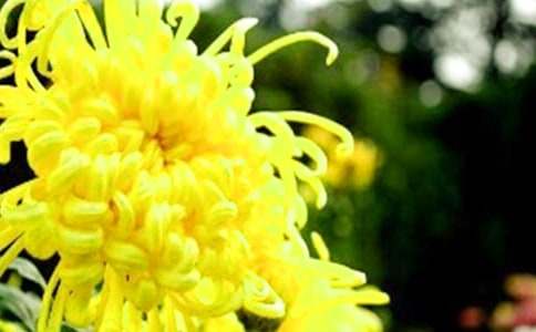 精选小学三年级菊花作文四篇