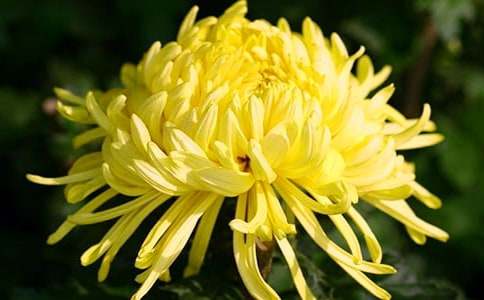 ���յĻ�����ʲô��������˼,���ջ�����ʲô��