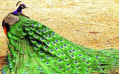 孔雀动物的作文汇总八篇