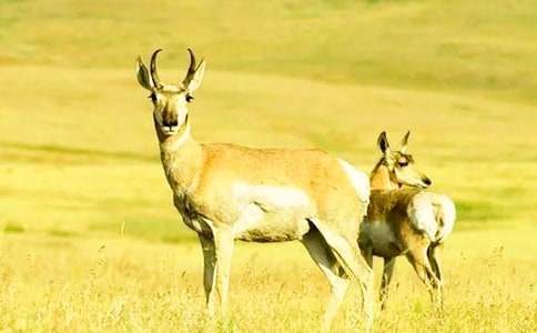 ����������Ĺ�ݡ������