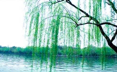 ����������Сѧ����