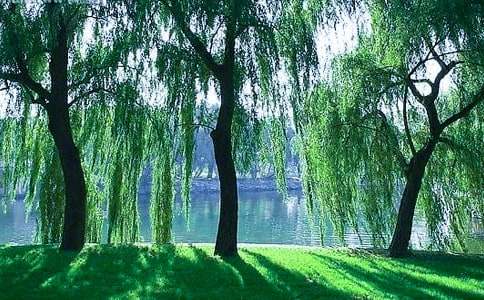 一年级柳树醒了教案(精选21篇)