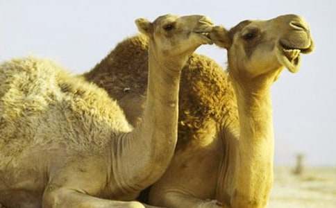 ���������ӡ�����кϼ���15ƪ��