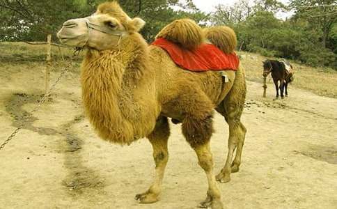 ����������̰�����ѡ15ƪ��