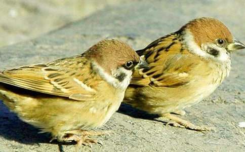 ��С��ȸ���̰����ľ�ƪ