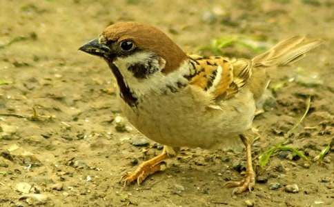 小麻雀教案范文五篇