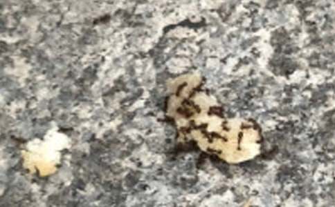 ��ࡶ���ϰᶹ���̰�