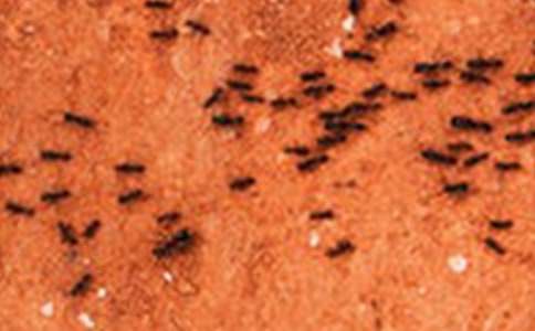 �����ϰᶹ���̰�