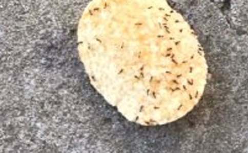 《逗蚂蚁》教案