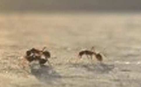 ���ϰᶹ���̰�