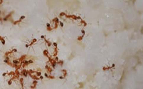 ���ϰᶹ�̰�