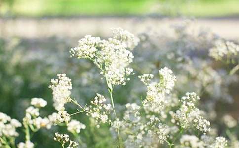 蓝色满天星的花语-鲜花礼仪