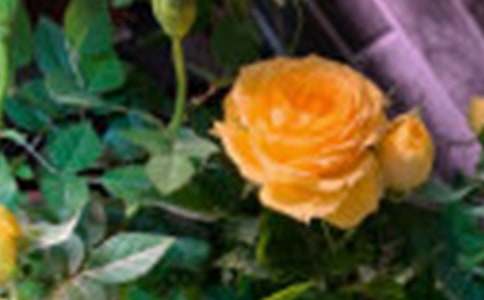 ��õ��Ļ���3ƪ