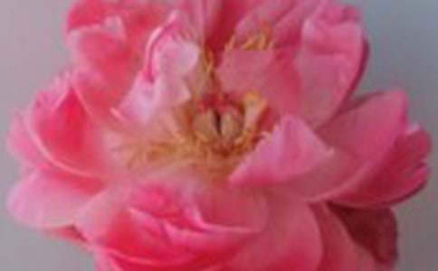 19���õ�廨��