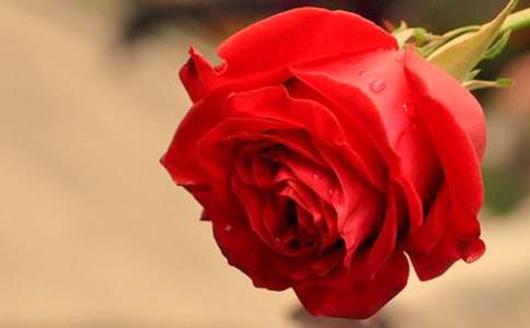 ��ͬ����õ�廨�Ļ���