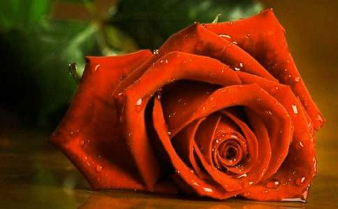 ��ɫõ�廨��