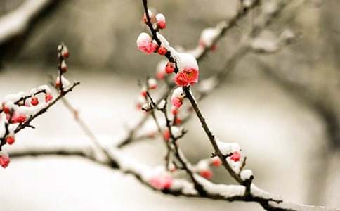 梅花魂读后感15篇