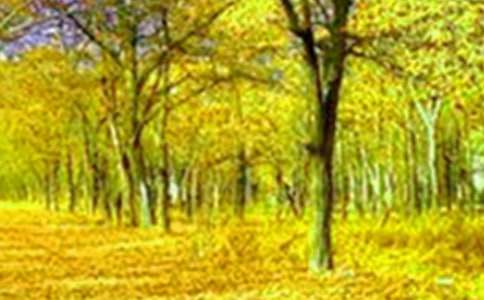 大自然的美景作文