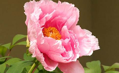 ����ĵ��԰���δ�8ƪ