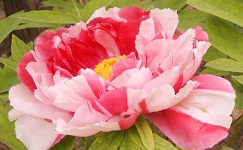 ĵ�����Ļ���