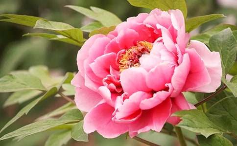 ĵ���Ļ��ﺬ�弰��˵����